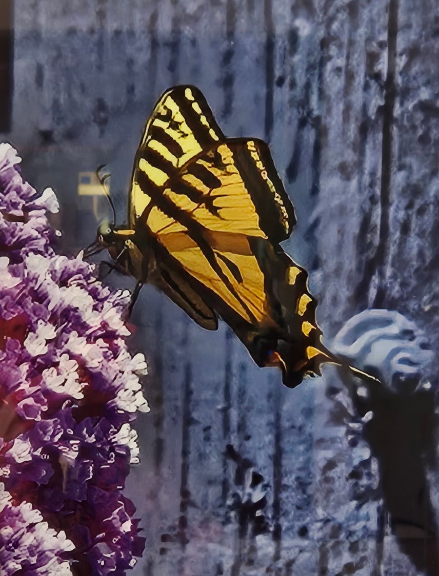 _Tiger-Swallowtail-Butterfly_-Tristin-M.-Berkeley_criooed